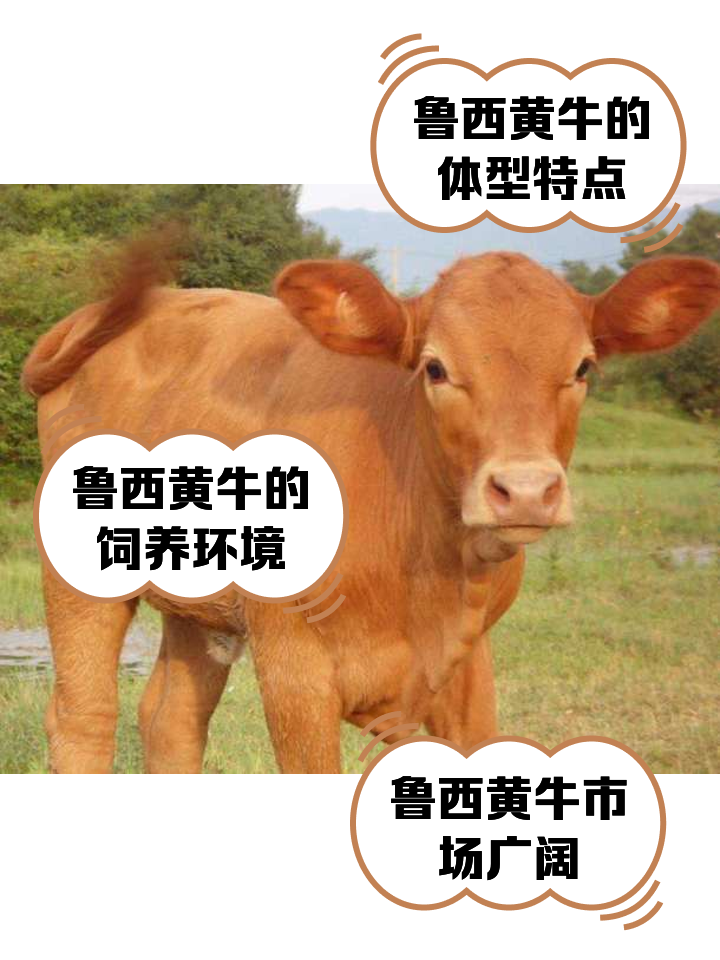 吉安最新医保取现黄牛方法分析(最方便真实的吉安医保取现黄牛怎么取方法)